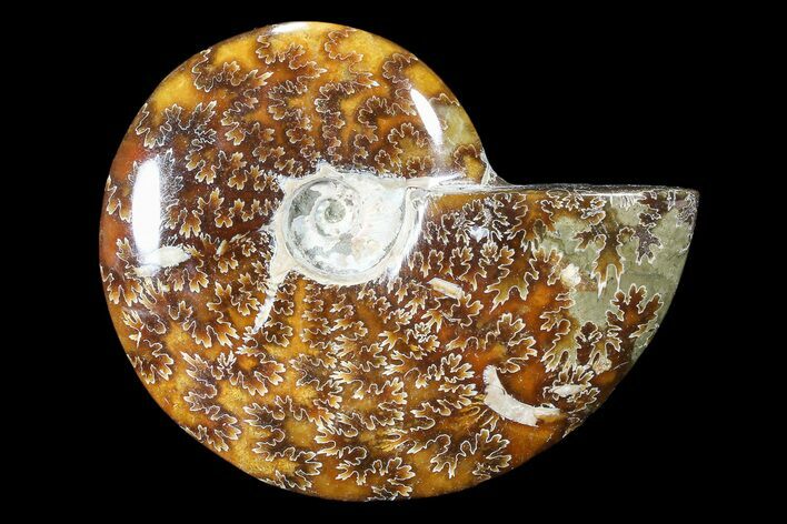 Polished, Agatized Ammonite (Cleoniceras) - Madagascar #88082